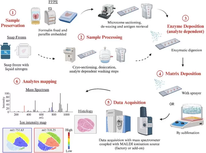 Typical MALDI-MSI workflow showing tissue collection through pixel-by-pixel mass spectral acquisition for spatial metabolomics